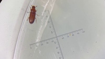 Niegan propagación de insectos inició en propiedad de EP Water