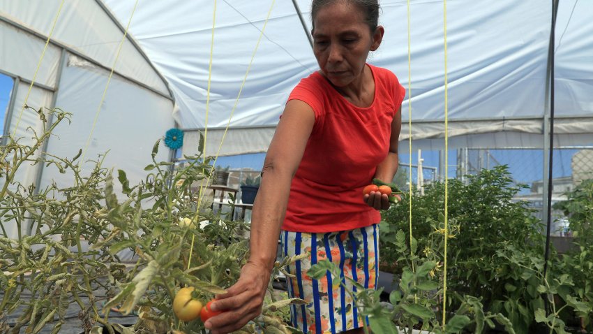 Migrantes varados en la frontera norte de México cultivan sus propios alimentos