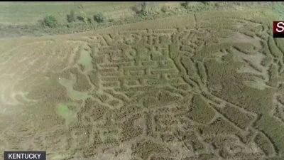 En un cultivo de maíz: desde el aire los rostros gigantes de Harris y Trump