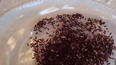 Inicia repartición de pesticidas para residentes de Socorro