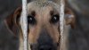 Arrestan a hombre por crueldad animal