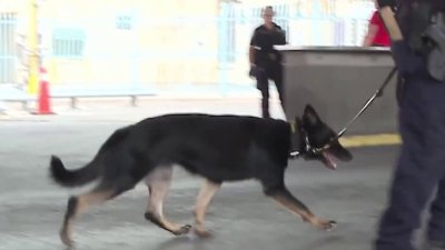 Los agentes caninos con el mejor olfato