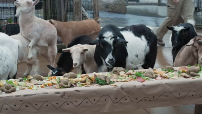 Animales disfrutan de cena de Acción de Gracias en zoológico de Chicago