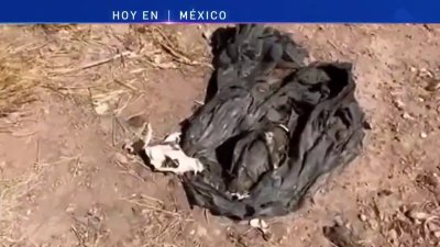 Descubren más restos de animales en Chihuahua