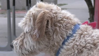 Buscan reducir la cantidad de animales callejeros