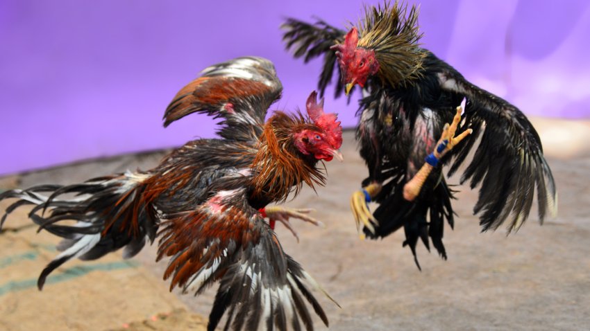 two roosters are fighting.