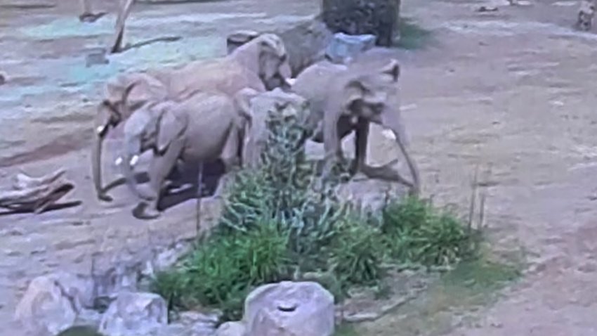Elephants huddle during earthquake