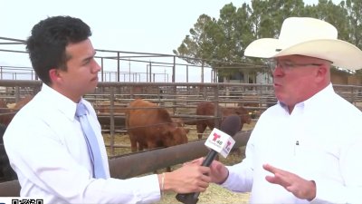 Se estiman perdidas millonarias por suspensión de importación de ganado