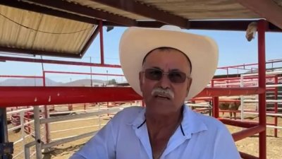 El gusano barrenador tiene en crisis al sector ganadero de Chihuahua