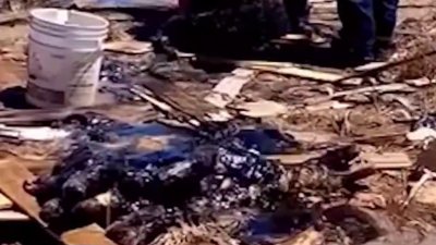 Crueldad animal: cubren de chapopote a cuatro perritos