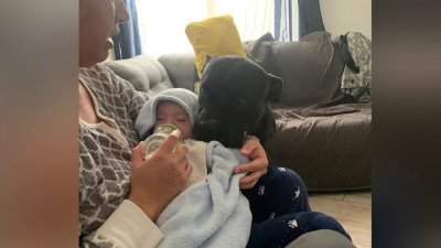 Mascotas son sacrificadas sin consentimiento de la familia