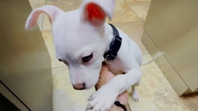 Cachorro se recupera tras agresión con pistola de gomas