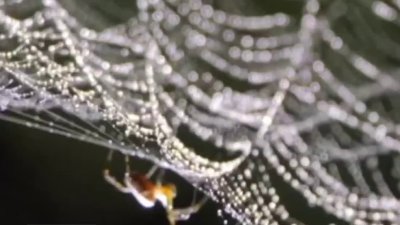 Alertan sobre los peligros de picaduras de arácnidos