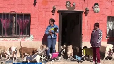 Donación de croquetas para animales callejeros