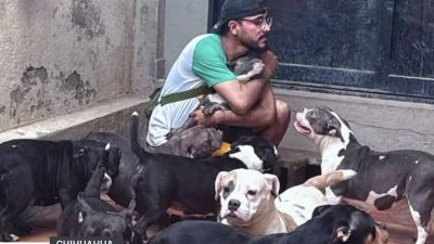 Rescatan a 30 perros viviendo en malas condiciones
