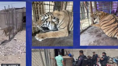 Tigre es asegurado en zona fronteriza