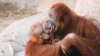 El Zoológico de El Paso te invita al cumpleaños del orangután hijo Sumatra