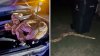 En video: hallan inmensa serpiente de 15 pies y 85 libras dentro auto en Texas