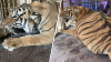 Tigre es asegurado en zona fronteriza