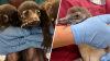 El Zoológico de El Paso te invita a conocer las nuevas crías en exhibición