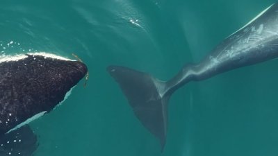 WATCH: Drone video captures orcas using kelp to groom each other