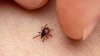 La enfermedad de Lyme: qué es y cuáles son los síntomas