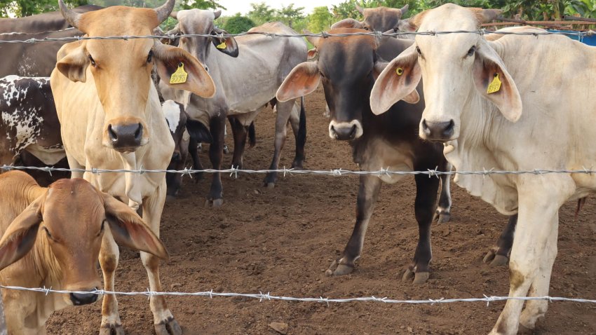 Agricultores mexicanos ven resultados “contundentes” en acciones contra gusano barrenador