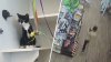 ¿Un gatito como cómplice? Intenta asaltar un banco tras robar un gato en adopción, según la policía