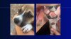 Vuelve a caer por crueldad animal: acusado de torturar a un cachorro en El Paso